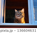 窓辺の猫 136604631