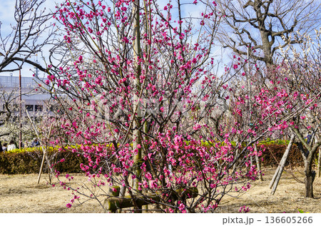 東京都　世田谷区　羽根木公園　梅園　梅まつり 136605266