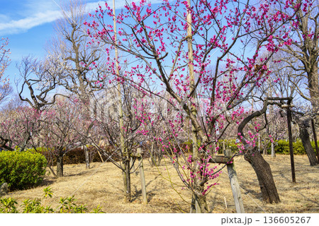 東京都　世田谷区　羽根木公園　梅園　梅まつり 136605267