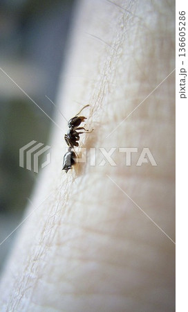 腕の上をハウ黒あり 腕の上をハウ黒あり 136605286