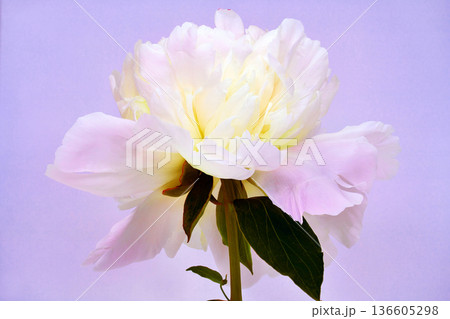 Pink peony flower  on pink  background   Closeup.  Nature. 136605298
