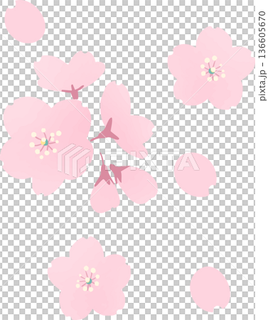 櫻花向量插圖 - 日式春季花卉素材 櫻花向量插圖 - 日式春季花卉素材 136605670