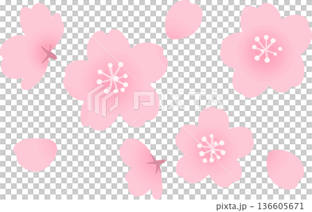 櫻花向量插圖 - 日式春季花卉素材 櫻花向量插圖 - 日式春季花卉素材 136605671