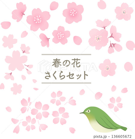 桜の花とメジロのイラストセット　春の和風ベクター素材集 136605672