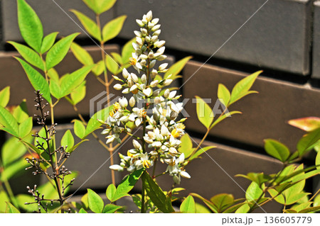 白いナンテンの花（夏、六月） 136605779