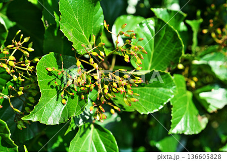 黄緑色のハクサンボクの若い実（夏、六月） 136605828