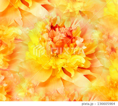 Yellow peony flower.   Floral background.  Closeup. For design. Nature. 136605964