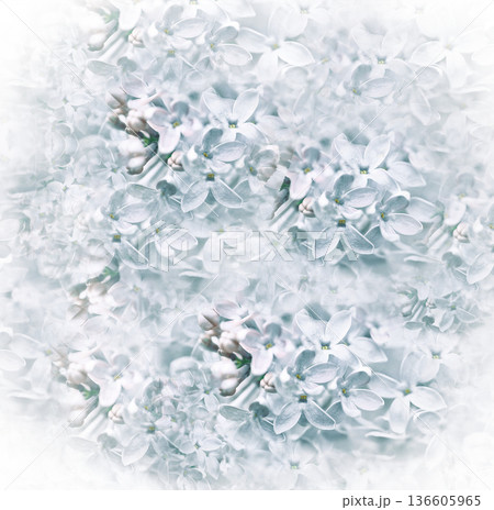 Floral spring background. Lilac bouquet pink flower petals. Close-up. Nature. Lilac bunch. Floral spring background. Lilac bouquet pink flower petals. Close-up. Nature. Lilac bunch. 136605965