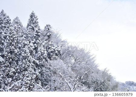 雪が降り積もる木々 雪が降り積もる木々 136605979