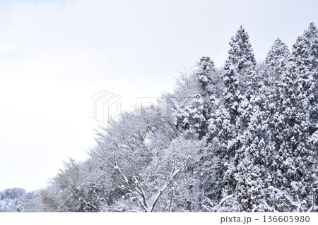 雪が降り積もる木々 雪が降り積もる木々 136605980