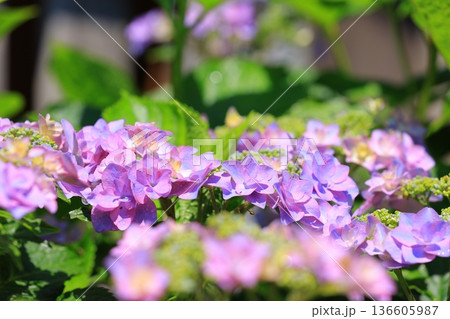 梅雨の晴れ間に咲く紫陽花 梅雨の晴れ間に咲く紫陽花 136605987