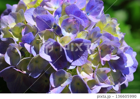 梅雨の晴れ間に咲く紫陽花 136605990