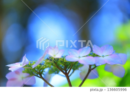 梅雨の晴れ間に咲く紫陽花 136605996