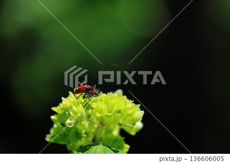 梅雨の晴れ間に咲く紫陽花 梅雨の晴れ間に咲く紫陽花 136606005