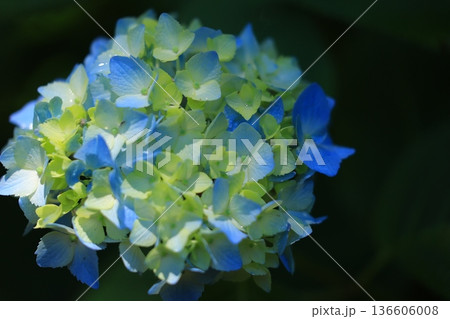 梅雨の晴れ間に咲く紫陽花 136606008