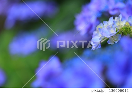 梅雨の晴れ間に咲く紫陽花 136606012