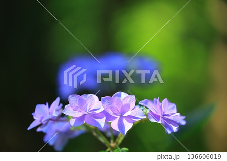 梅雨の晴れ間に咲く紫陽花 136606019