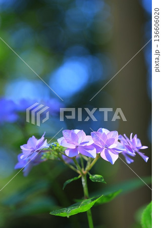 梅雨の晴れ間に咲く紫陽花 梅雨の晴れ間に咲く紫陽花 136606020