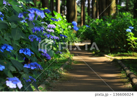 梅雨の晴れ間に咲く紫陽花 136606024