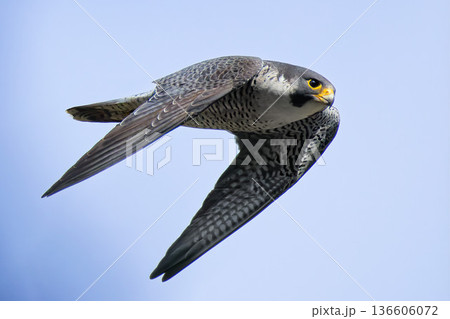 世界最速の鳥ハヤブサ 世界最速の鳥ハヤブサ 136606072