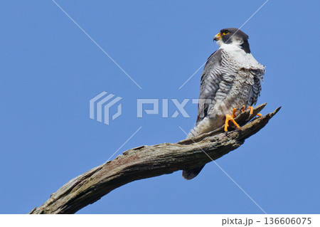 青空を見渡すハヤブサ 136606075