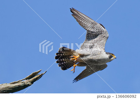 冬の青空に飛び出すハヤブサ 136606092