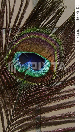 孔雀のアイスポット 5 136606100