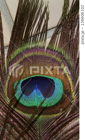 孔雀のアイスポット 3 136606102