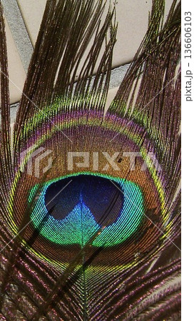 孔雀のアイスポット 2 136606103