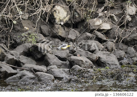 川に出現する野鳥 136606122