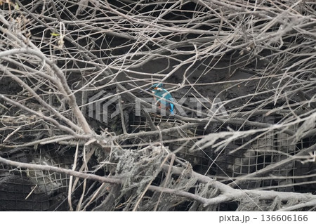 川に出現する野鳥 136606166