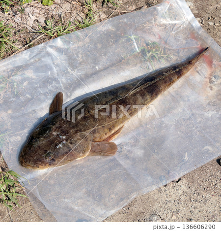 マゴチ真鯒釣り釣果 マゴチ真鯒釣り釣果 136606290