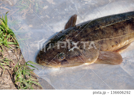 マゴチ真鯒釣り釣果 136606292