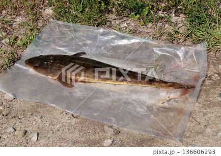 マゴチ真鯒釣り釣果 136606293