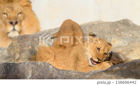 隠れて骨を齧るライオンの子 隠れて骨を齧るライオンの子 136606442