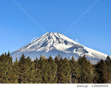 ヒノキ林と富士山 ヒノキ林と富士山 136606469