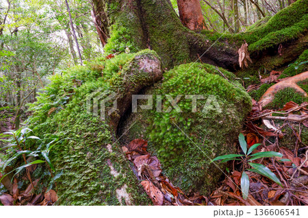 屋久島国立公園 苔が日本一美しい森(冬 屋久島国立公園 苔が日本一美しい森(冬 136606541