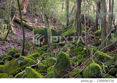 屋久島国立公園 苔が日本一美しい森(冬 屋久島国立公園 苔が日本一美しい森(冬 136606556