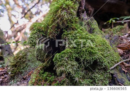 屋久島国立公園　苔が日本一美しい森(冬 136606565