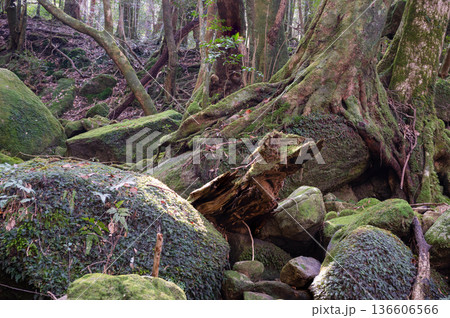 屋久島国立公園 苔が日本一美しい森(冬 屋久島国立公園 苔が日本一美しい森(冬 136606566