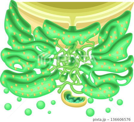 小胞体の構造　リボソームとミトコンドリアを含む細胞内構造イラスト 136606576