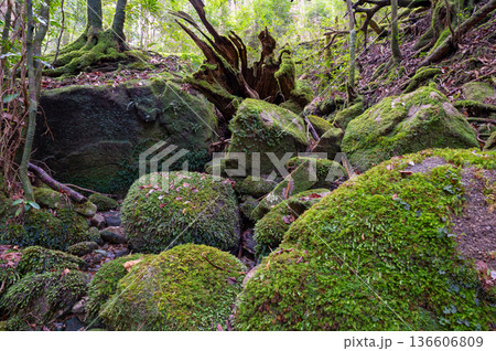 屋久島国立公園　苔が日本一美しい渓谷(冬 136606809