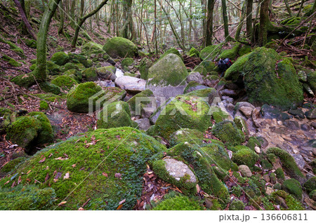 屋久島国立公園 苔が日本一美しい渓谷(冬 屋久島国立公園 苔が日本一美しい渓谷(冬 136606811