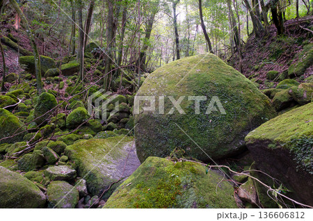 屋久島国立公園 苔が日本一美しい渓谷(冬 屋久島国立公園 苔が日本一美しい渓谷(冬 136606812