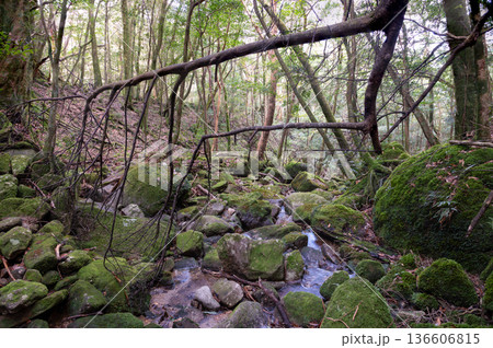 屋久島国立公園 苔が日本一美しい渓谷(冬 屋久島国立公園 苔が日本一美しい渓谷(冬 136606815
