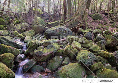 屋久島国立公園　苔が日本一美しい渓谷(冬 136606821
