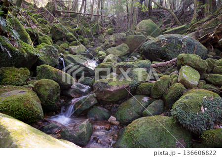 屋久島国立公園 苔が日本一美しい渓谷(冬 屋久島国立公園 苔が日本一美しい渓谷(冬 136606822