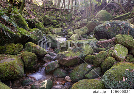 屋久島国立公園 苔が日本一美しい渓谷(冬 屋久島国立公園 苔が日本一美しい渓谷(冬 136606824