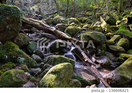 屋久島国立公園 苔が日本一美しい渓谷(冬 屋久島国立公園 苔が日本一美しい渓谷(冬 136606825