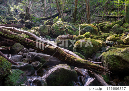 屋久島国立公園 苔が日本一美しい渓谷(冬 屋久島国立公園 苔が日本一美しい渓谷(冬 136606827